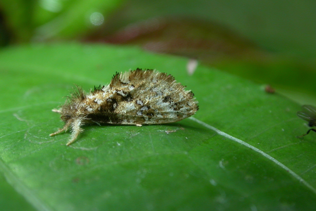 Ogygioses issikii