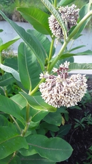 Asclepias syriaca