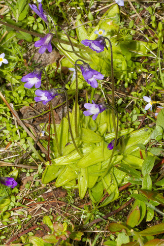 Pinguicula vulgaris