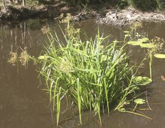 Rhynchospora corymbosa