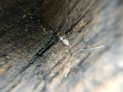 Paronellidae