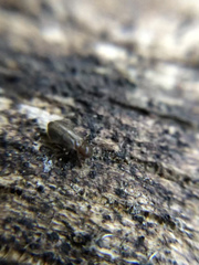 Archipsocidae