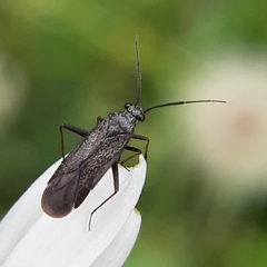 Orthocephalus saltator