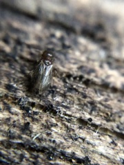 Archipsocidae