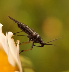 Orthocephalus saltator