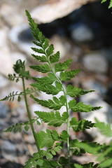 Cystopteris reevesiana