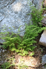 Cystopteris reevesiana