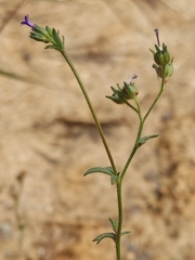 Allophyllum gilioides violaceum
