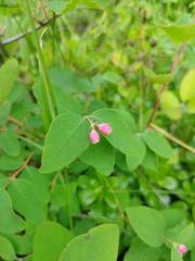 Symphoricarpos albus albus