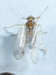 Muellerianella laminalis