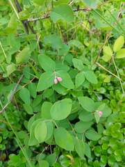 Symphoricarpos albus albus