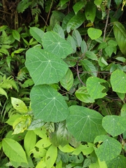 Stephania cephalantha