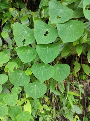 Stephania cephalantha