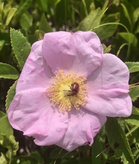 Merhynchites bicolor