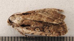 Eueretagrotis attentus