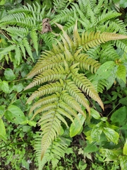 Dryopteris bissetiana