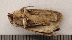 Eueretagrotis attentus