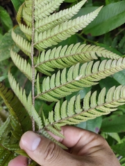Dryopteris bissetiana