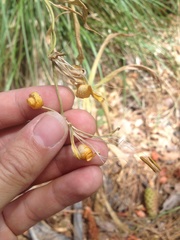 Lilium parryi