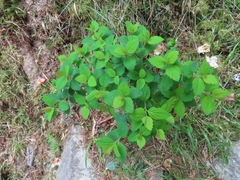 Spiraea hayatana