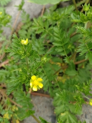Potentilla paradoxa