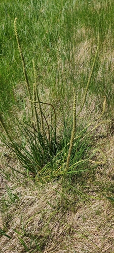 Triglochin maritima iNat (2)