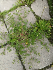 Potentilla paradoxa