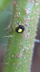 Theridula opulenta