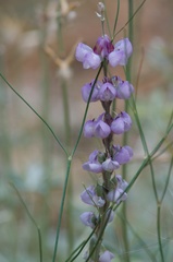 Lupinus excubitus austromontanus