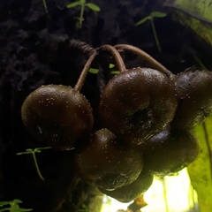 Ficus schwarzii