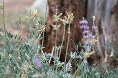 Lupinus excubitus austromontanus