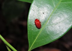 Coleoptera