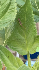 Zelus cervicalis