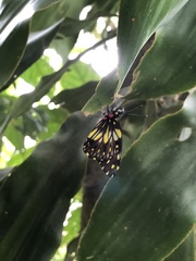 Catasticta nimbice