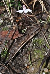Caladenia pusilla