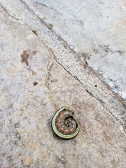 Spodoptera ornithogalli