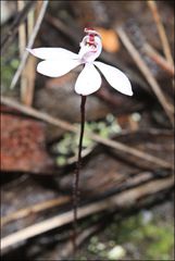 Caladenia pusilla