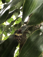 Catasticta nimbice