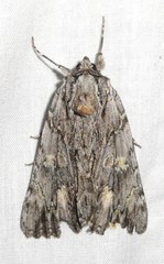 Catocala coccinata