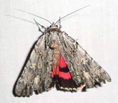 Catocala coccinata