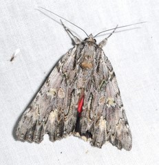 Catocala coccinata