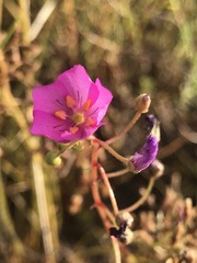 Drosera serpens