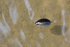 Dineutus ciliatus