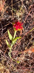 Pimelea punicea