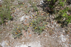 Chamaecrista lineata keyensis