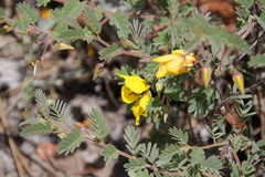 Chamaecrista lineata keyensis