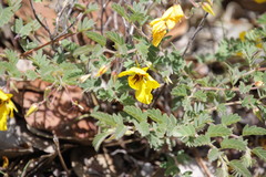 Chamaecrista lineata keyensis