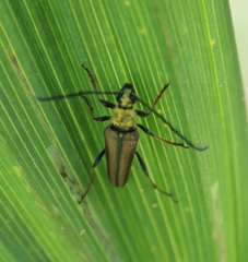 Lepturobosca nigrolineata