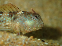 Coryphoblennius galerita