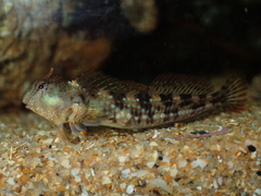 Coryphoblennius galerita